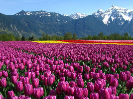 Tulip Festival