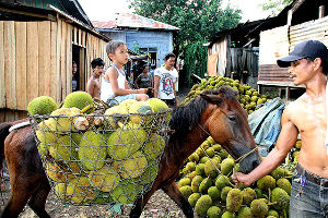 Marang Festival
