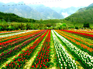 Tulip Festival