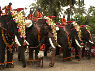 Elephant Festival