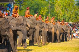 Surin Elephant Round-up