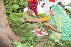 Hariyali Amavasya In