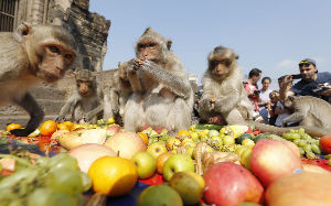 Monkey Buffet Festival