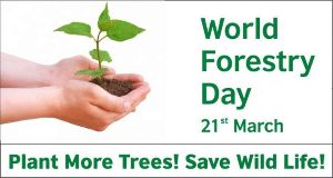 World Forestry Day 2024
