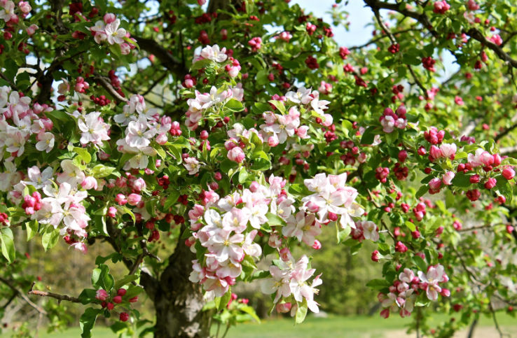 Annapolis Valley Apple Blossom Festival In Canada Photos Fair Festival When Is Annapolis Valley Apple Blossom Festival Hellotravel Annapolis Valley Apple Blossom Festival In Canada Photos Fair Festival When Is Annapolis Valley Apple Blossom Festival Hellotravel