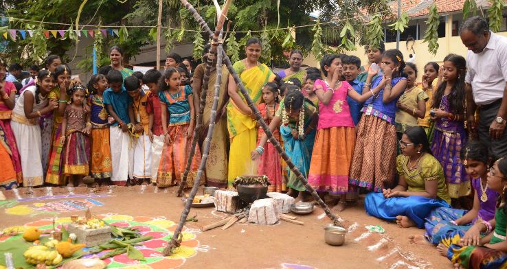 Pongal 2020 in India, photos, Festival, Religion, Fair when is Pongal 2020  - HelloTravel