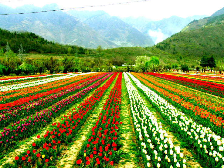 Tulip Festival In India Photos Fair Festival When Is Tulip Festival Hellotravel