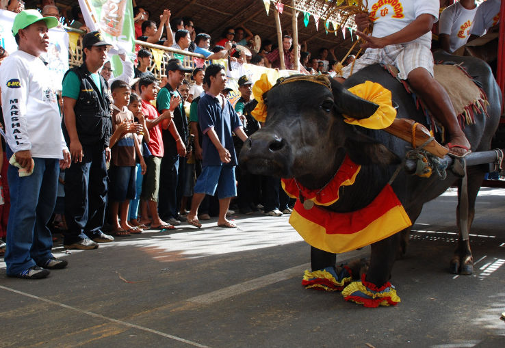 Pulilan Carabao Festival 2025, Philippines Venue, Date & Photos