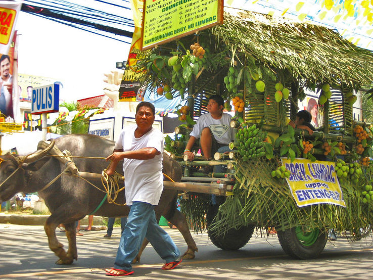 Pulilan Carabao Festival 2025, Philippines Venue, Date & Photos