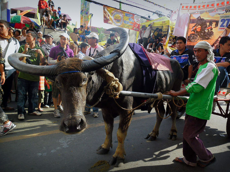 Pulilan Carabao Festival 2025, Philippines Venue, Date & Photos