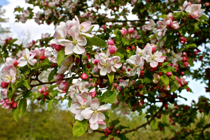 Annapolis Valley Apple Blossom Festival In Canada Photos Fair Festival When Is Annapolis Valley Apple Blossom Festival Hellotravel Annapolis Valley Apple Blossom Festival In Canada Photos Fair Festival When Is Annapolis Valley Apple Blossom Festival Hellotravel