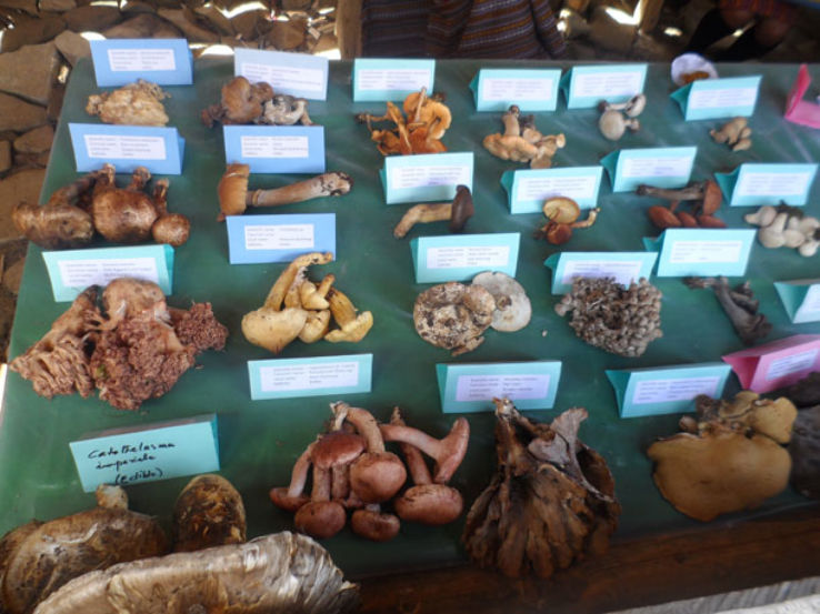 Masutake Mushroom Festival 2024, Bhutan Venue, Date & Photos