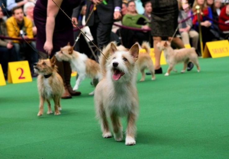 Westminster Kennel Club Dog Show 2024 in Madison Square Garden, New