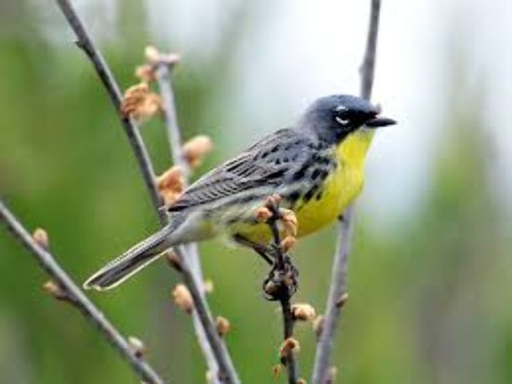 Tawas Point Birding Festival 2019 in United States Of America, photos