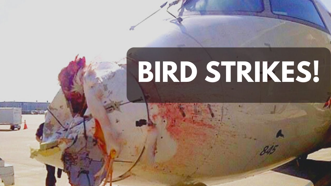 What Happens During a Bird Strike on an Aircraft?
