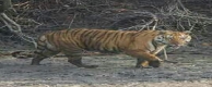 Sundarban Tour And Travel