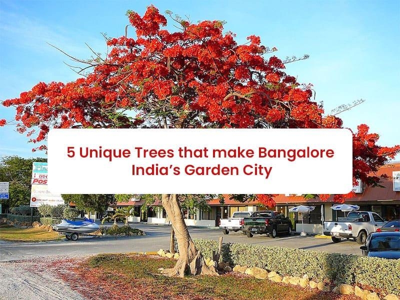 5 Unique Trees that Make Bangalore India’s Garden City