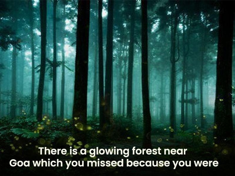 There is a glowing forest near Goa which you missed because you were partying too hard