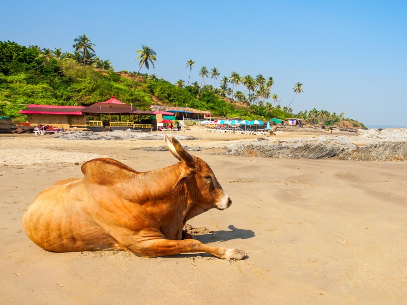 Tarkarli Beach