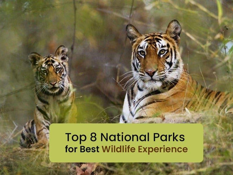 Top 8 National Parks For Best Wildlife Experience