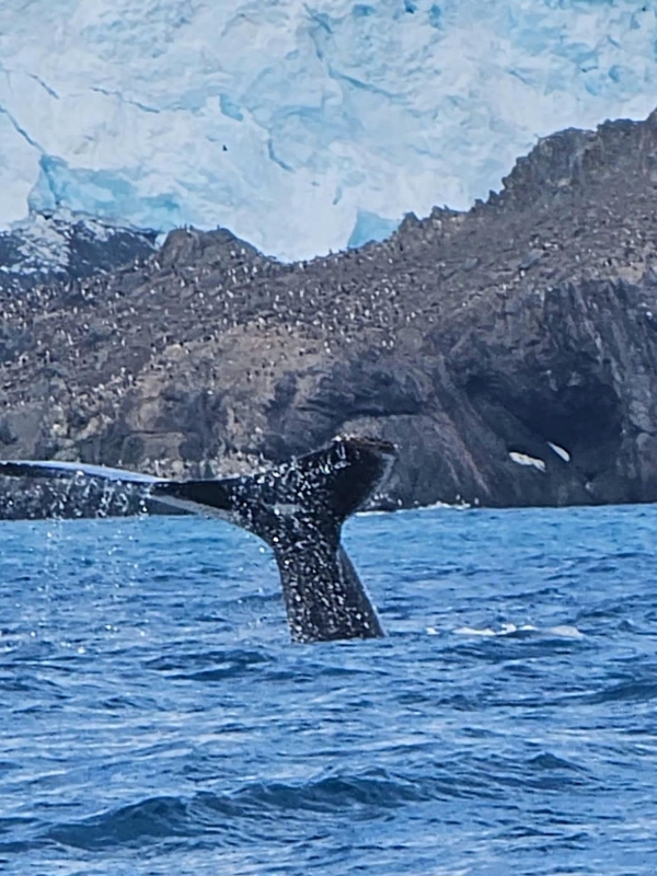 Antarctica Trip Packages