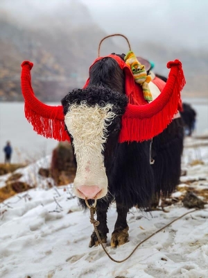 5 Days 4 Nights Gangtok and Pelling Tour Package by SILVER LINING VACATIONS