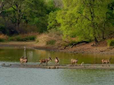 Magical 6 Days 5 Nights Guwahati with Kaziranga Holiday Package