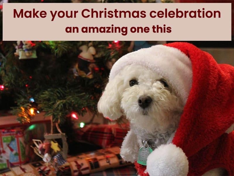 Make your Christmas celebration an amazing one this 2024 – Visit these top 15 places in India!