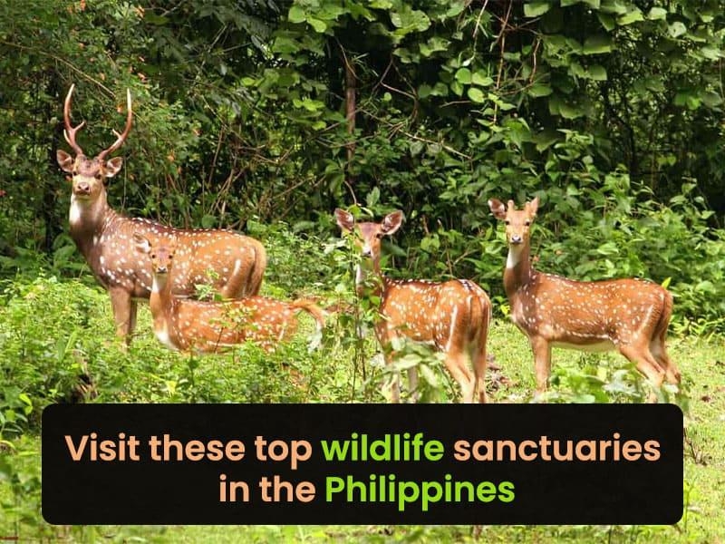 Visit these top wildlife sanctuaries in the Philippines