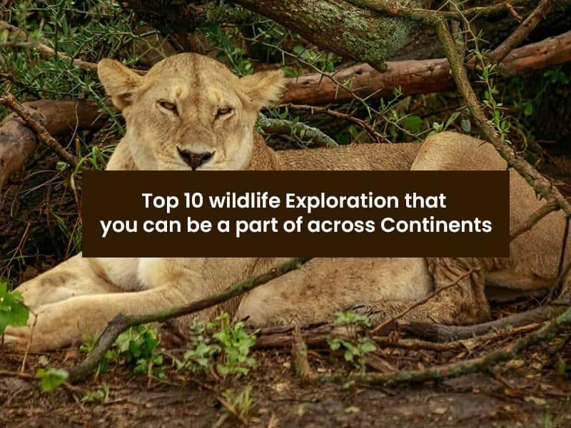 Top 10 wildlife exploration that you can be a part of across continents