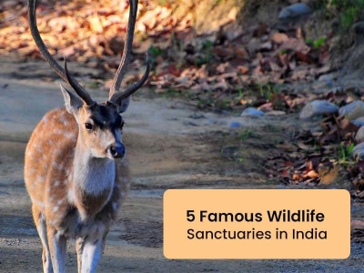 5 Famous Wildlife Sanctuaries  in India