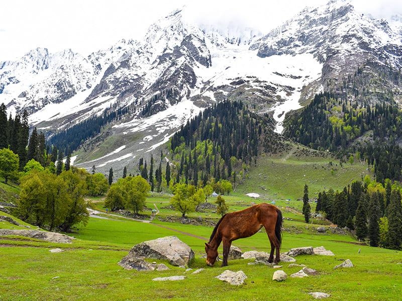 Pleasurable 4 Days Jammu And Kashmir with Yamuna Nagar Holiday Package