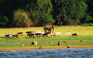 Adventurous Coorg Kabini 4 Days 3 Nights