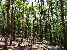 Dandeli