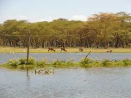 Naivasha