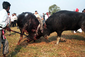 Nagaon
