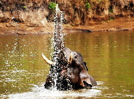 4 days 3 nights Coorg Nagarhole Kabini Holiday Package