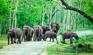 Bandipur