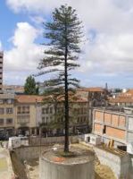 Araucaria
