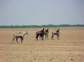 Kutch