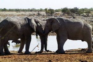 Memorable 4 Days 3 Nights Namibia Wildlife Holiday Package