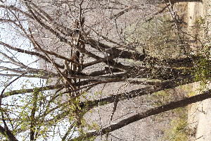 Heart-warming Jim Corbett Tour Package for 6 Days