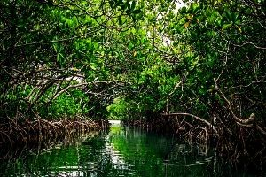 Baratang Island
