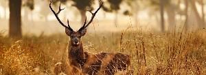 Kanha National Park