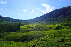 4 Days 3 Nights munnar Tour Package by Maryada Purushottam Tours And Travel