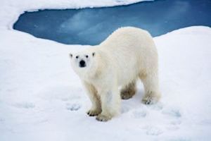 The North Pole