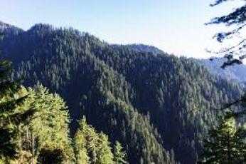 Honeymoon Couple Alpine Retreat in Himachal: 6 Days Discovering Shimla, Kufri & Narkanda