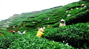 Silchar
