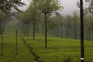 Magical 5 Days Alleppey to thekkady Trip Package