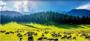 BLISSFULL KASHMIR SUMMER PACKAGE 2024